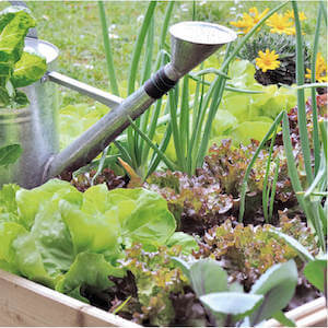 Carrés potager enfant Carrés potager enfant